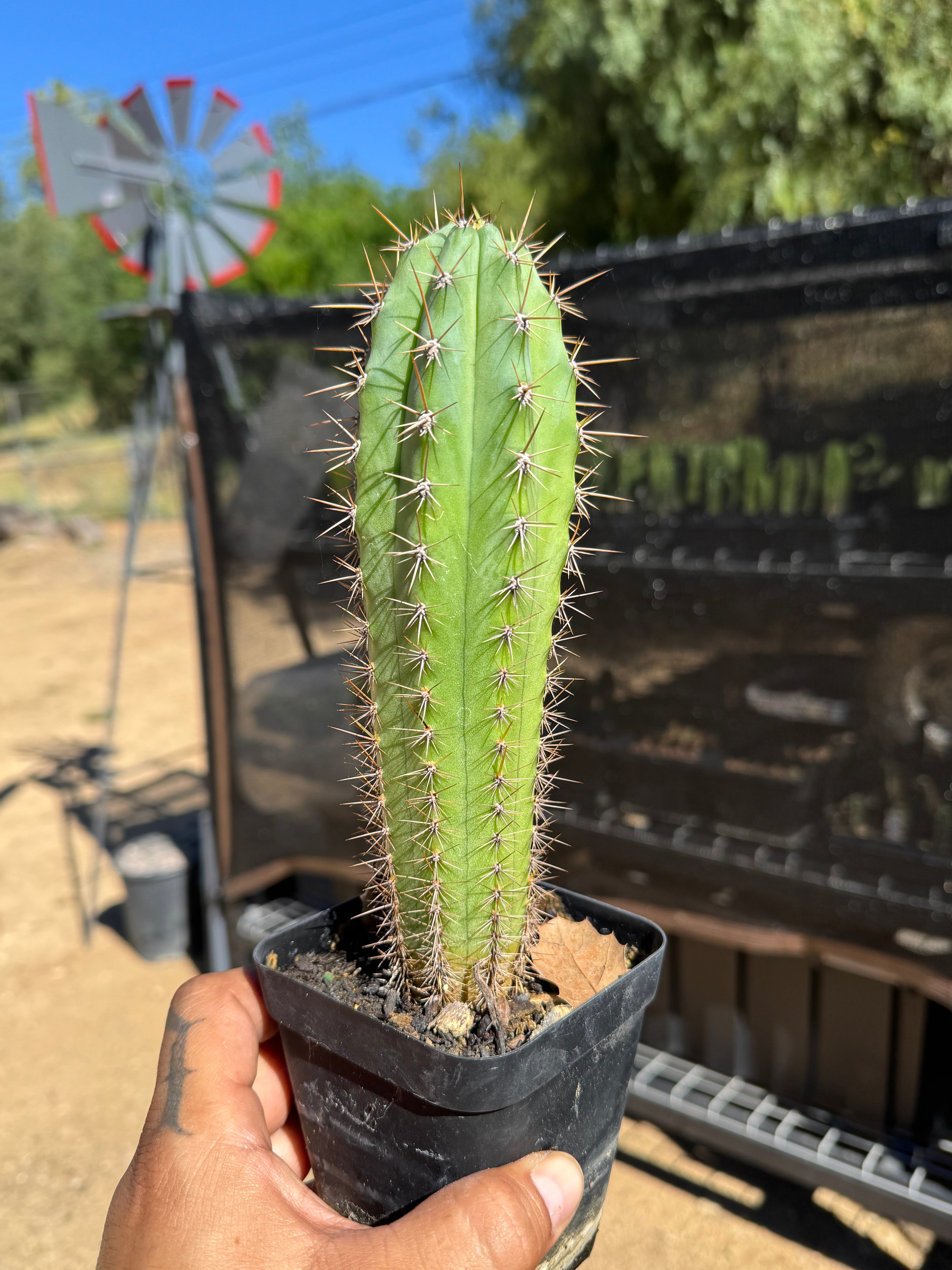 Peruvianus OP X Los Gentiles