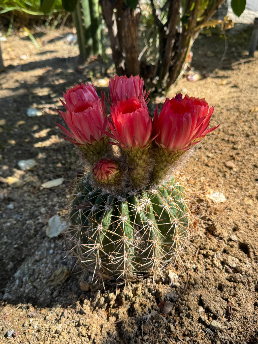 Trichocereus Copper Barrel
