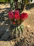Trichocereus Copper Barrel