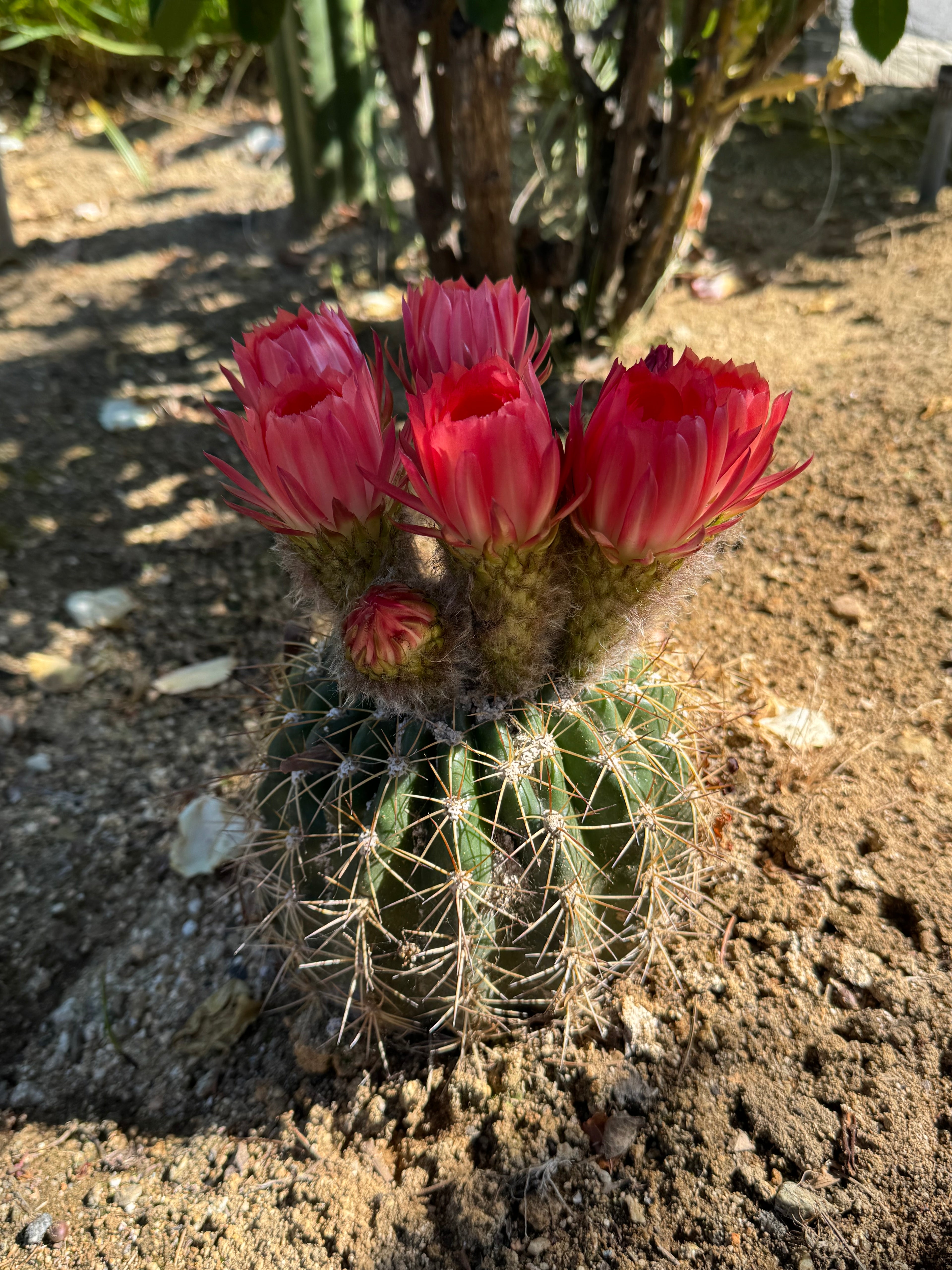 Trichocereus Copper Barrel