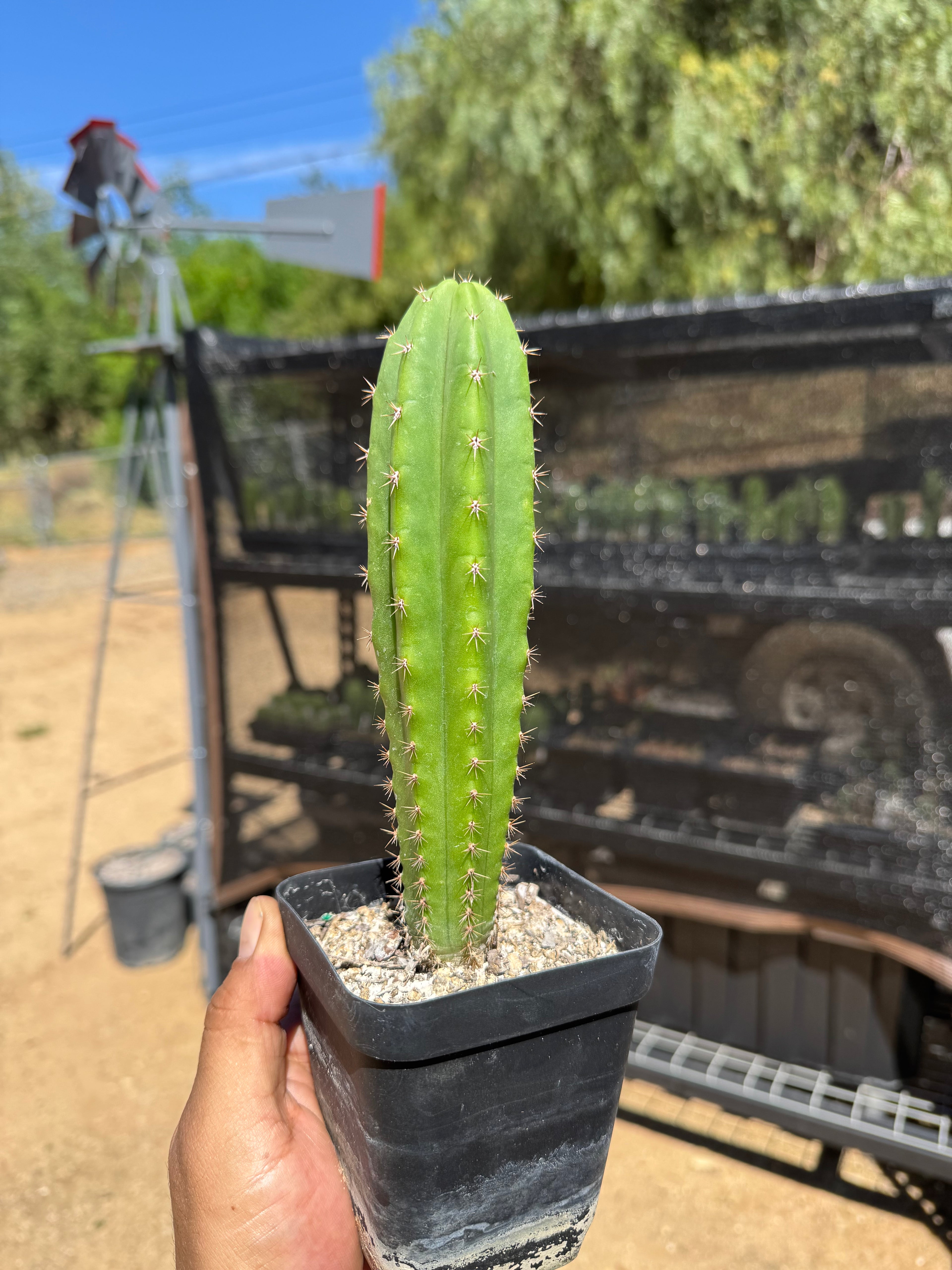 8” T. Pachanoi X Maipú X MT01