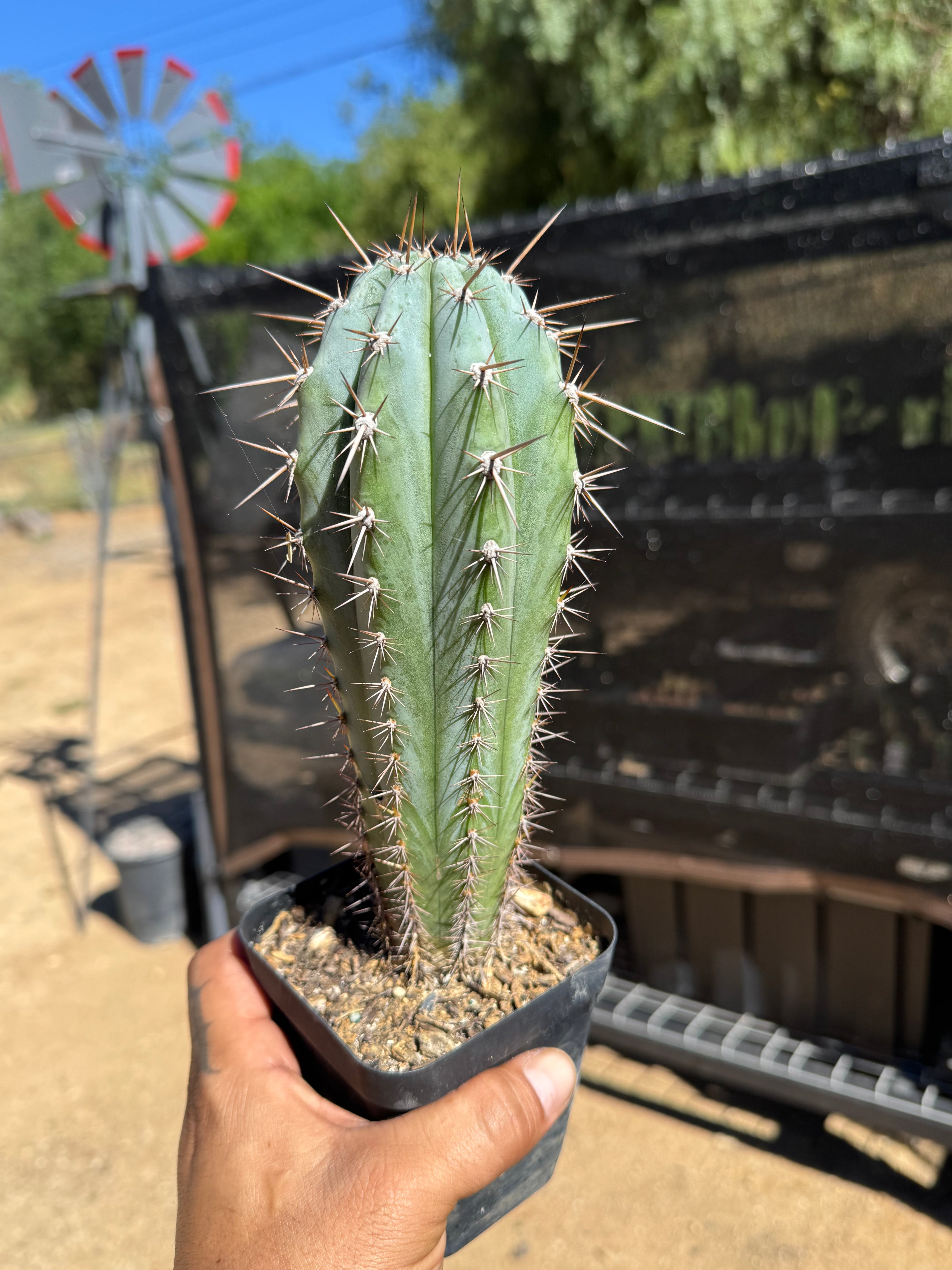 Los Gentiles X Althea