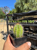 T. Peru X Hybrid Echinopsis (Los Gentiles) X Bach’s Bastard 1