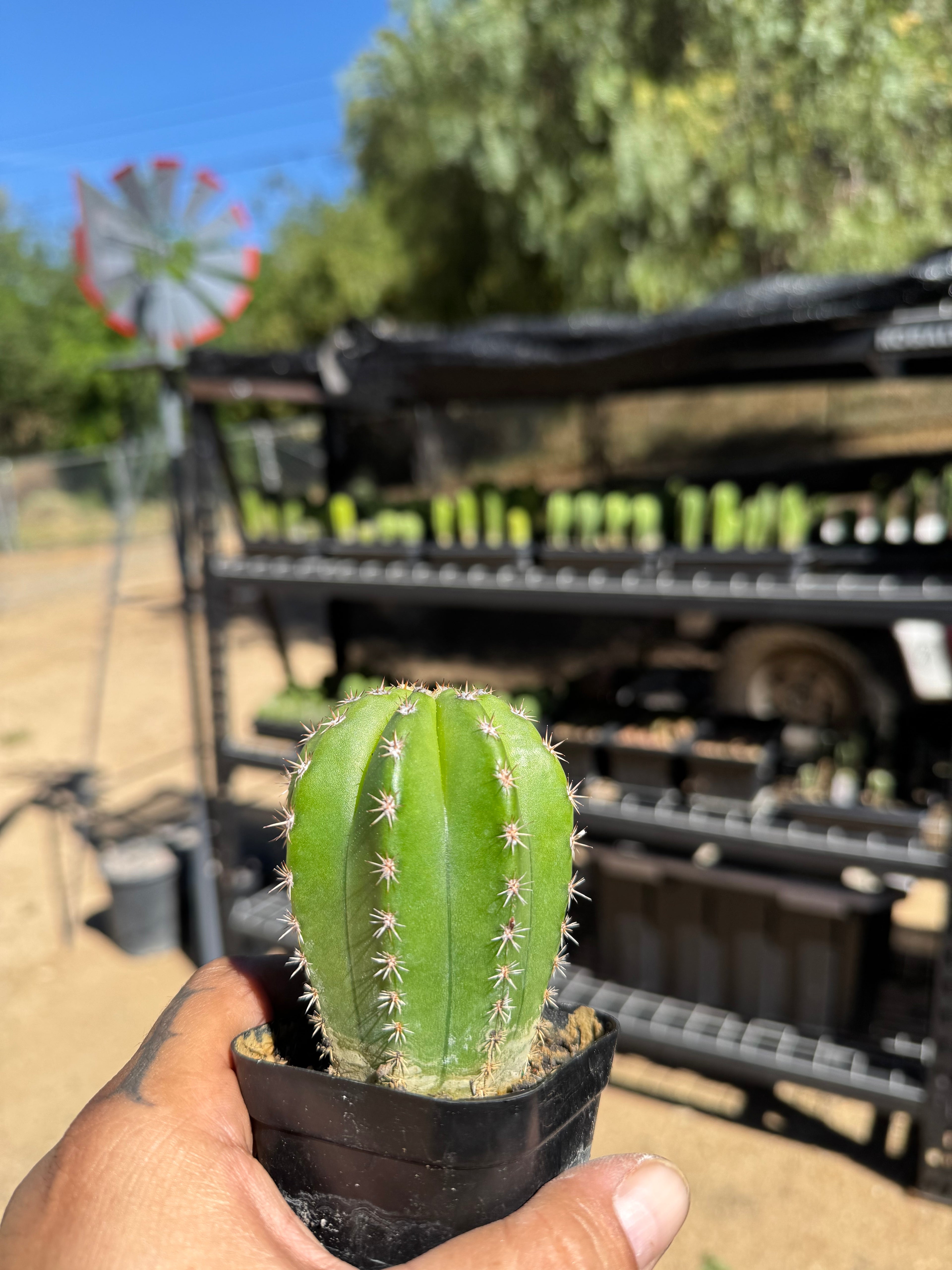 T. Scop X Hybrid Echinopsis (Worm X Zed’s) X Bach’s Bastard 1