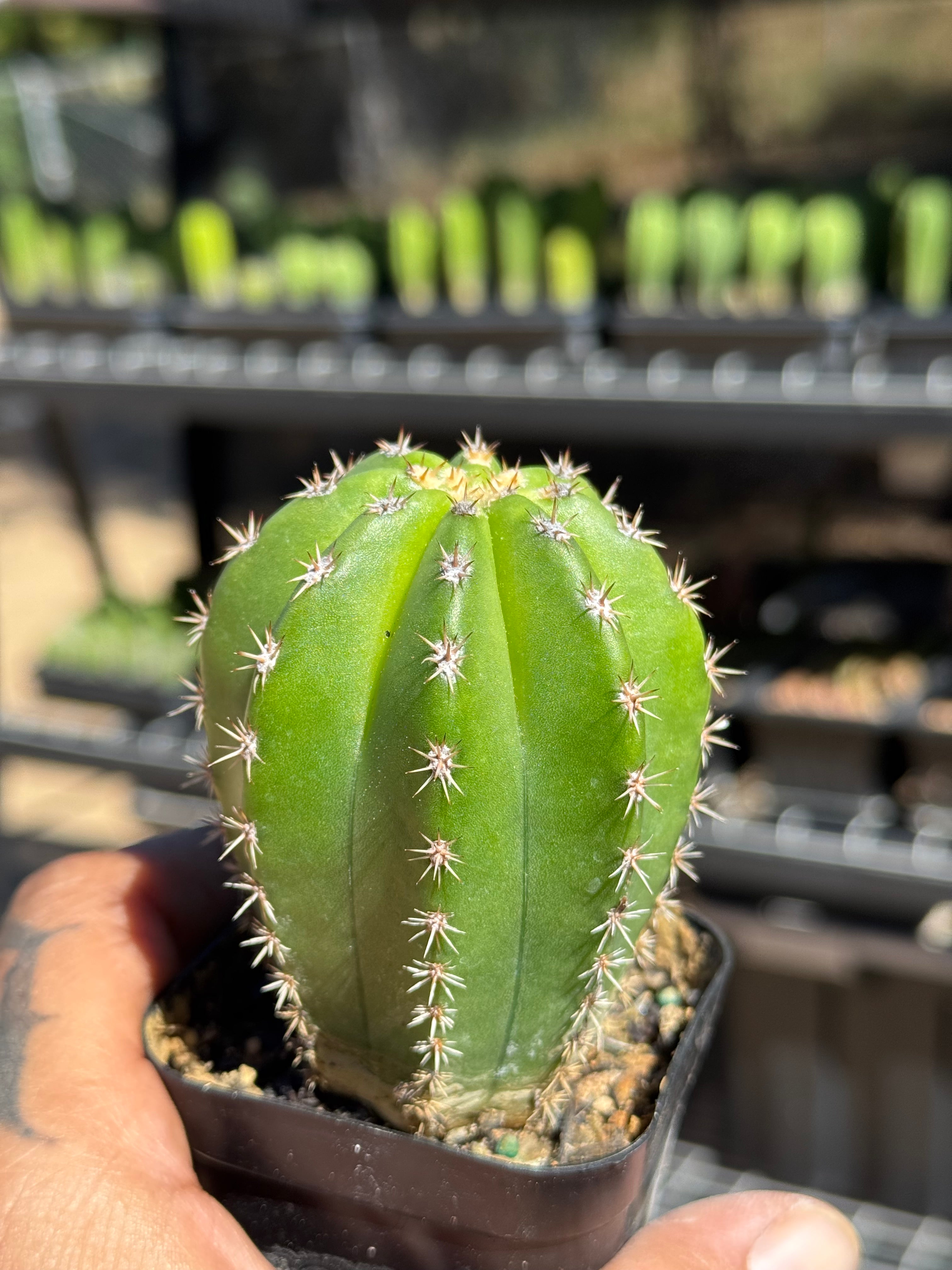 T. Scop X Hybrid Echinopsis (Worm X Zed’s) X Bach’s Bastard 1