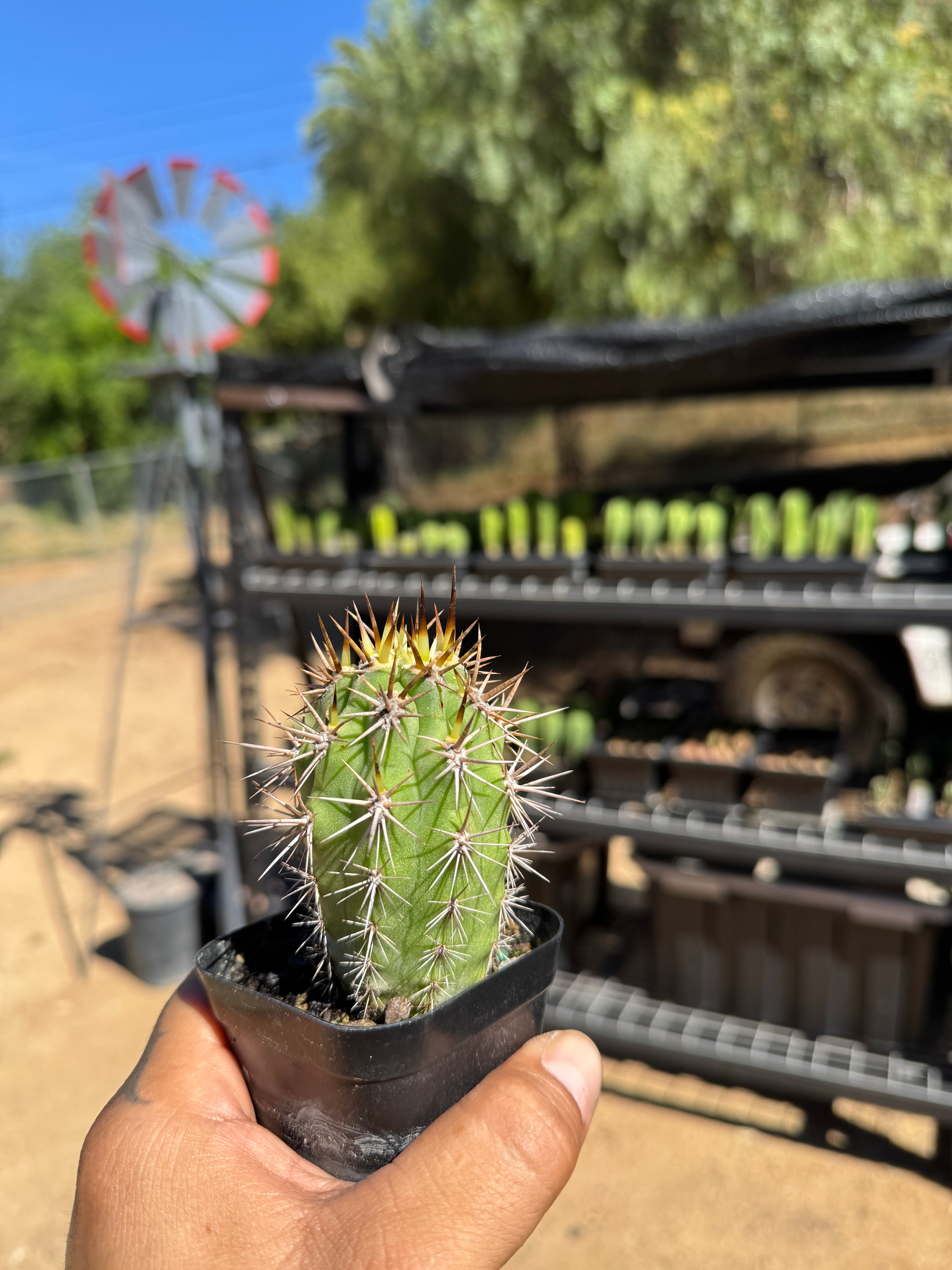 Trichocereus Deserticola DK2000
