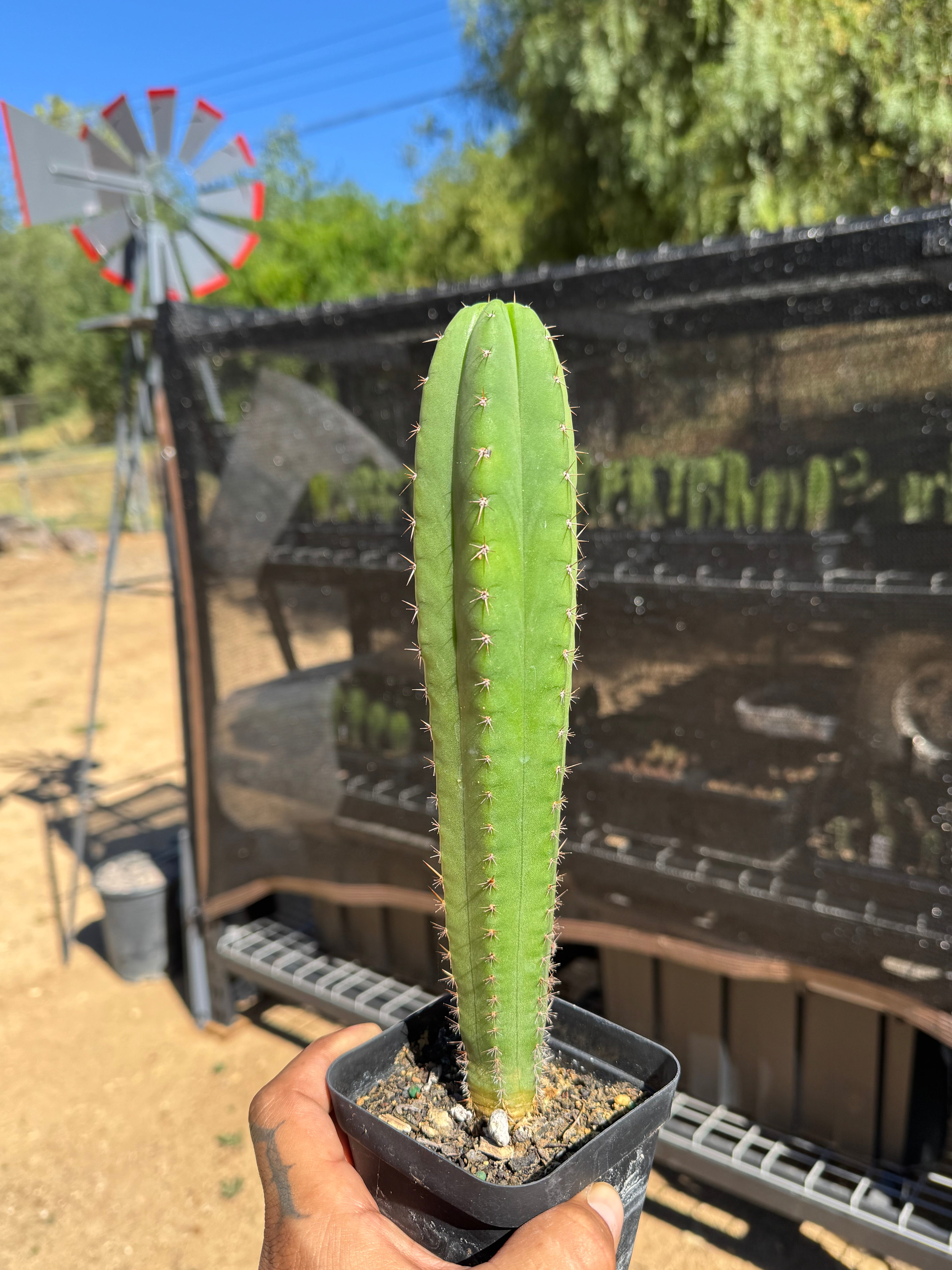8” T. Pachanoi X Yowie X Maipe