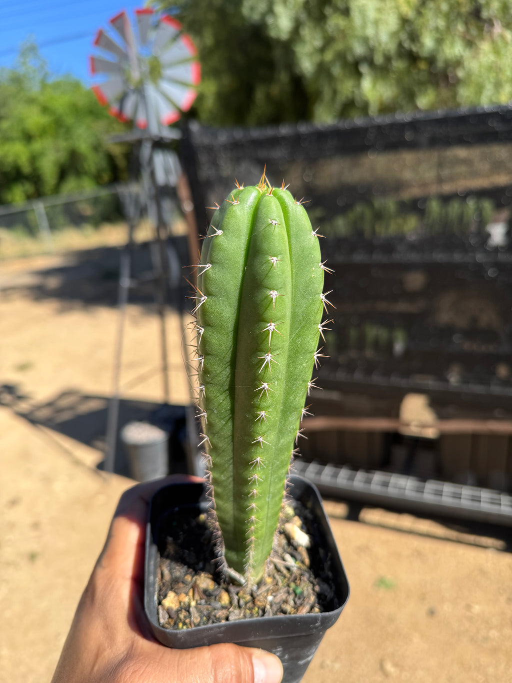 8” T. Pachanoi X Yowie X Maipe