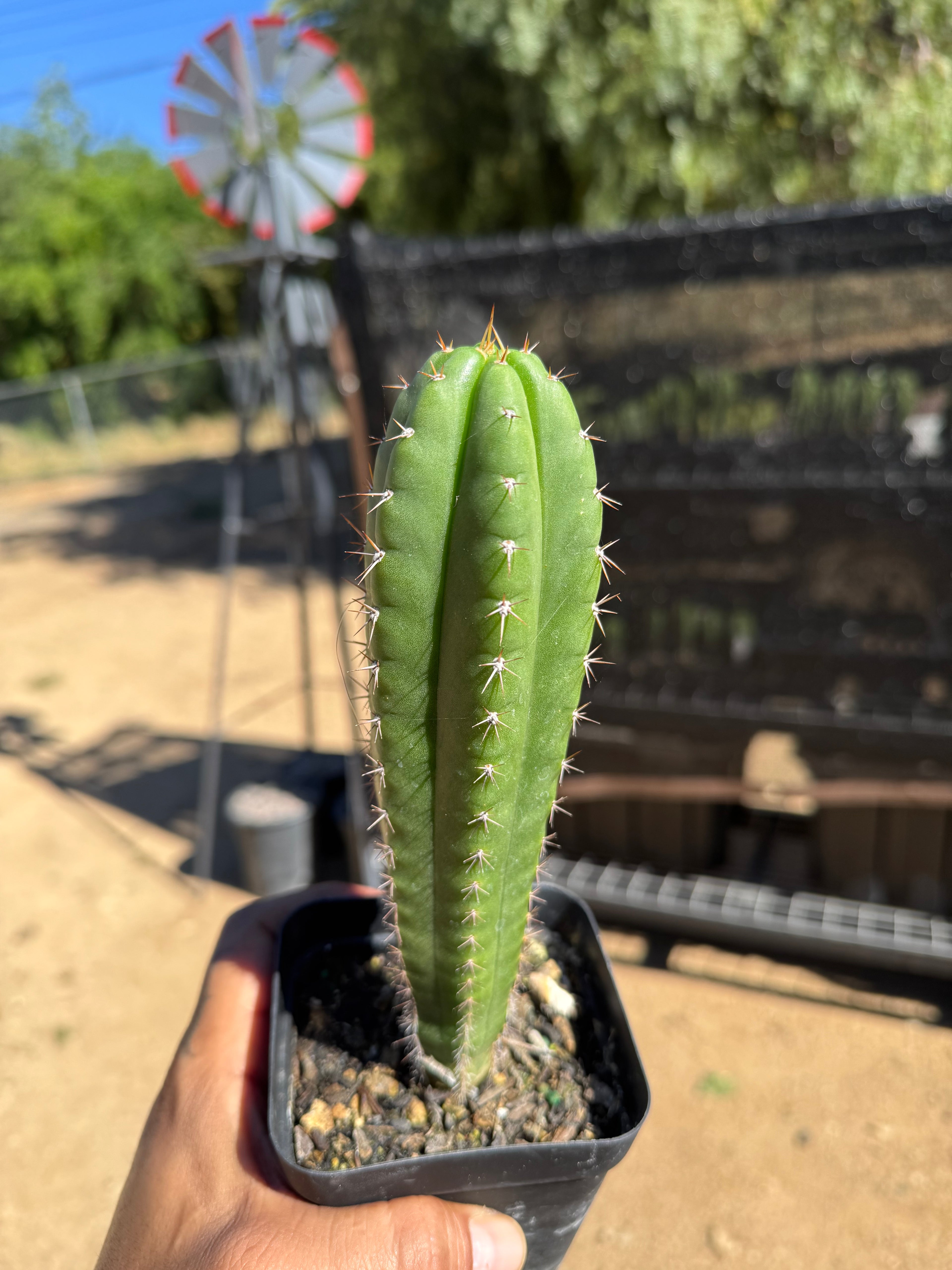 8” T. Pachanoi X Yowie X Maipe
