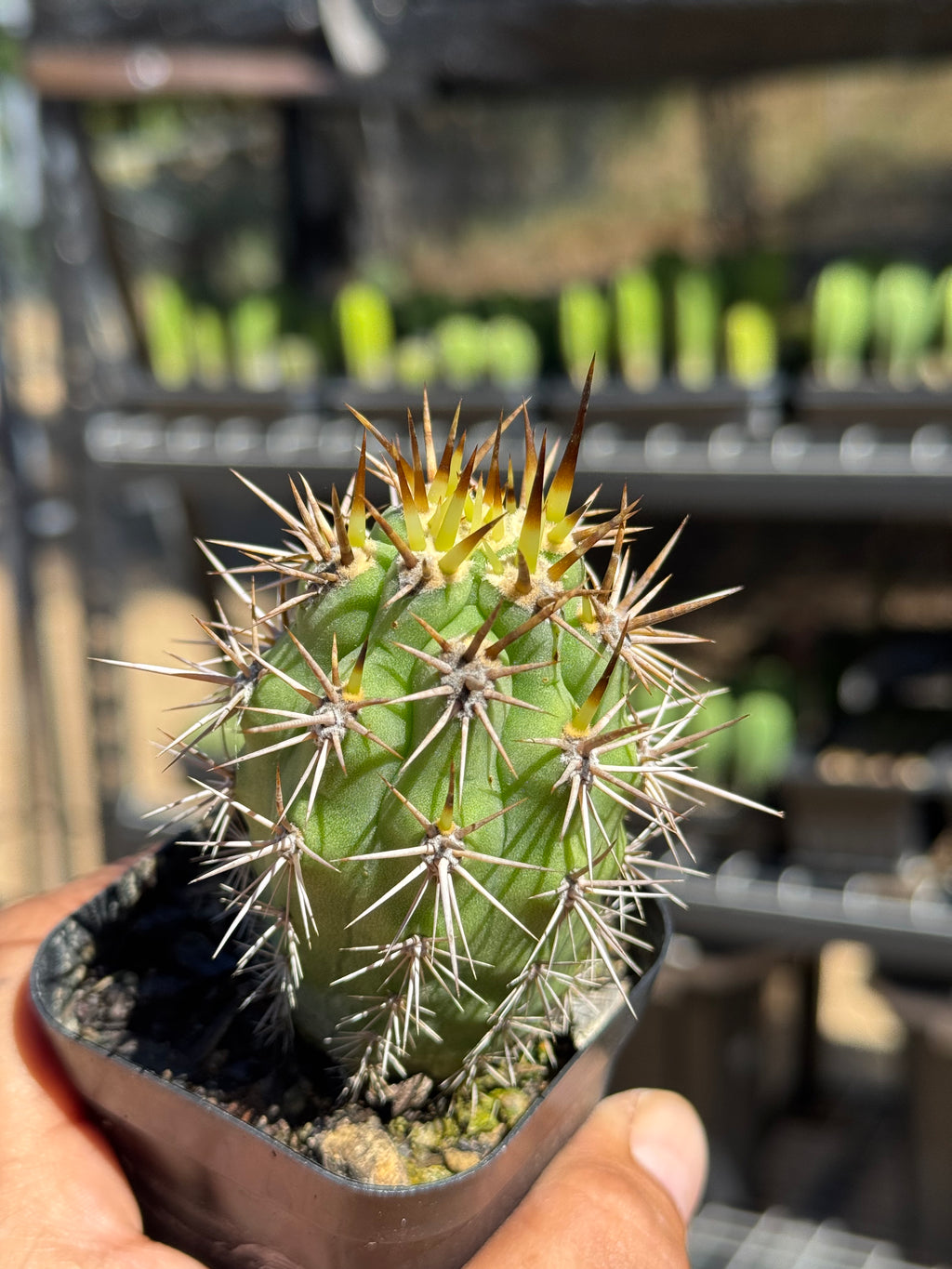 Trichocereus Deserticola DK2000