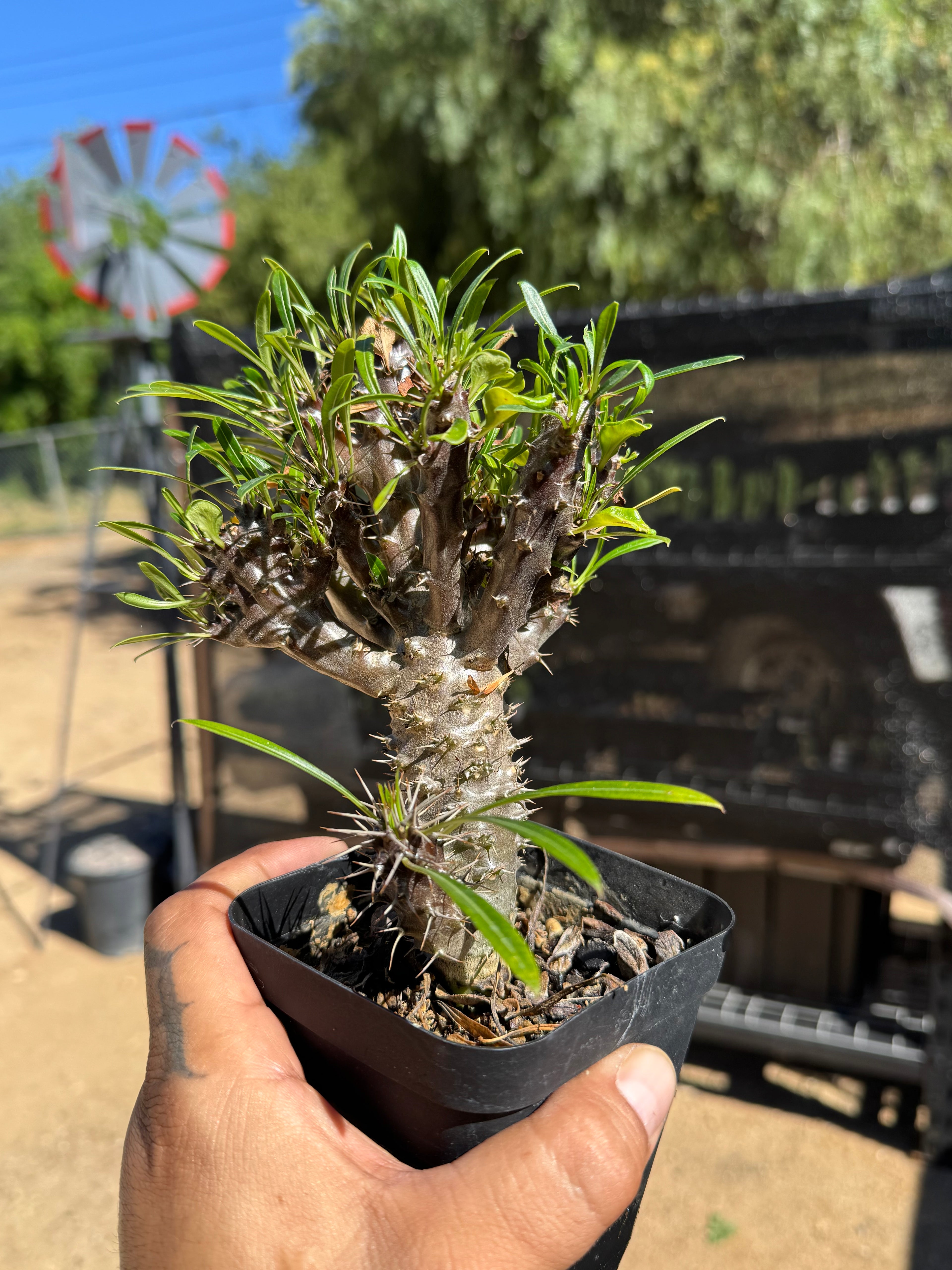 Pachypodium Lamerei (Madagascar Palm) Crested