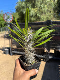 Pachypodium Lamerei (Madagascar Palm)