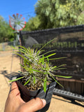 Pachypodium Lamerei (Madagascar Palm) 3 Head