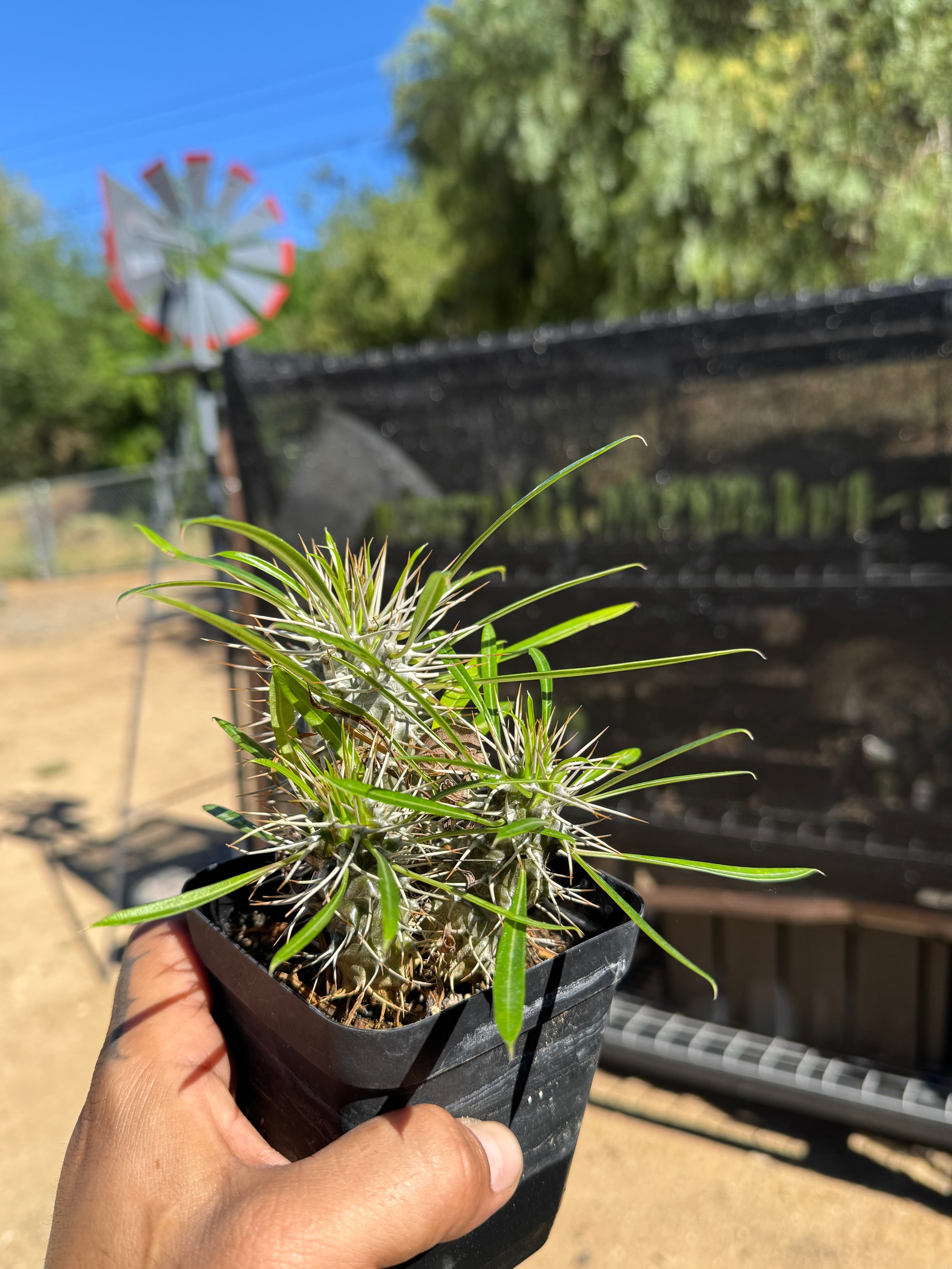 Pachypodium Lamerei (Madagascar Palm) 3 Head
