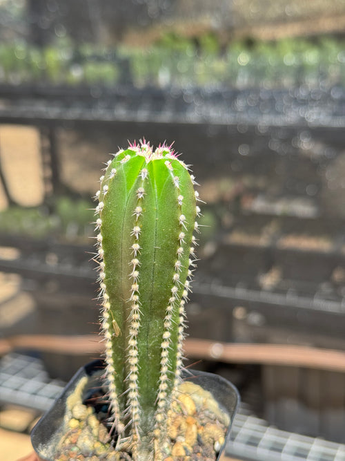 Marginatocereus Marginatus (Mexican Fence Post Cactus) 2” Tall