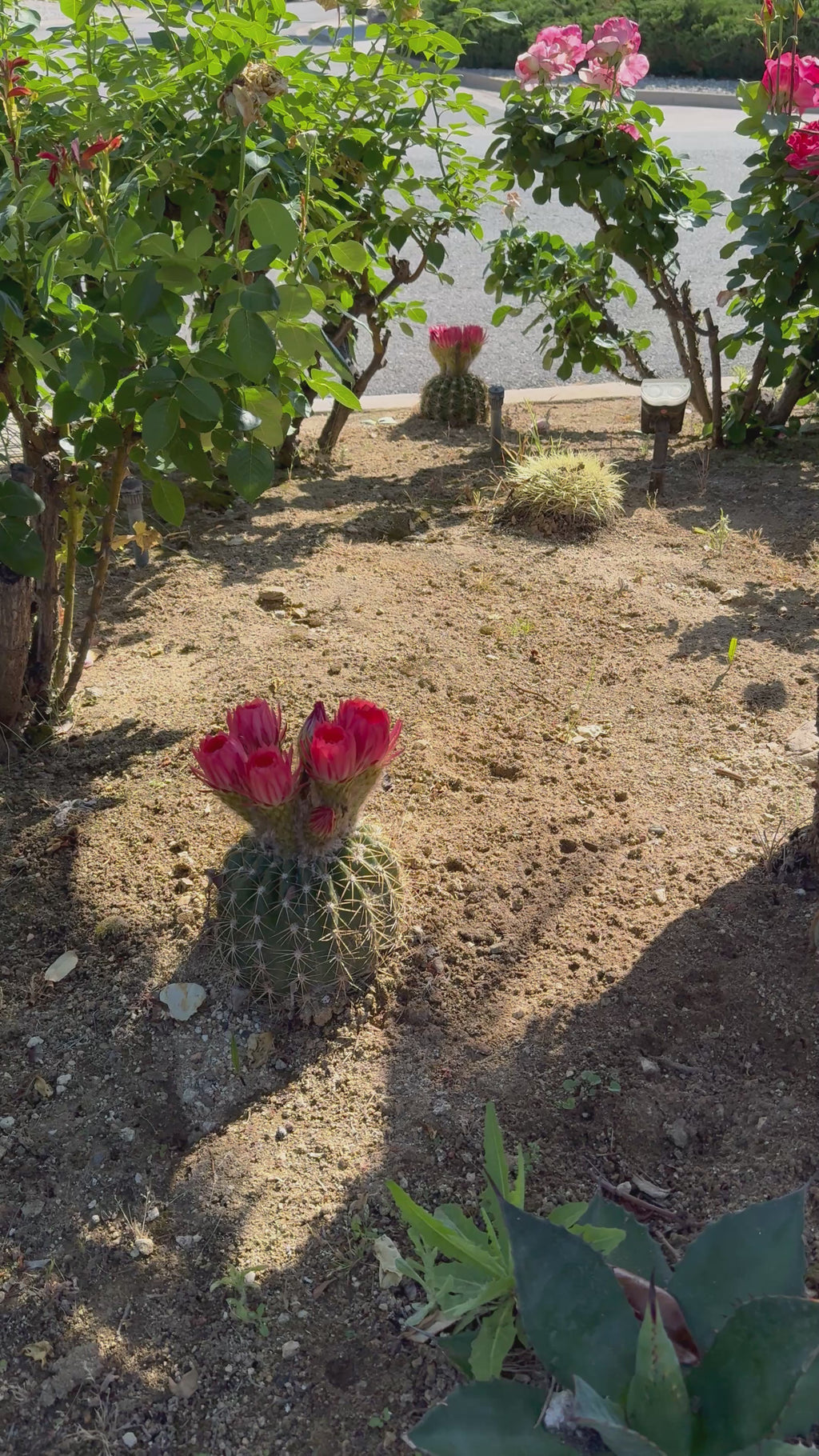 Trichocereus Copper Barrel