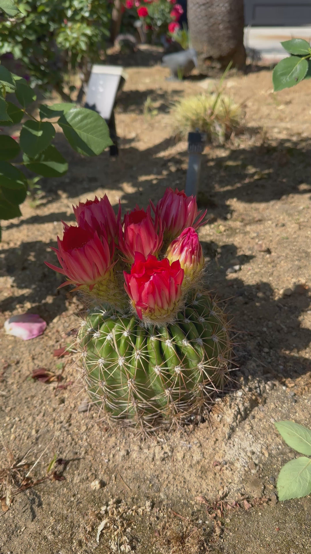Trichocereus Copper Barrel